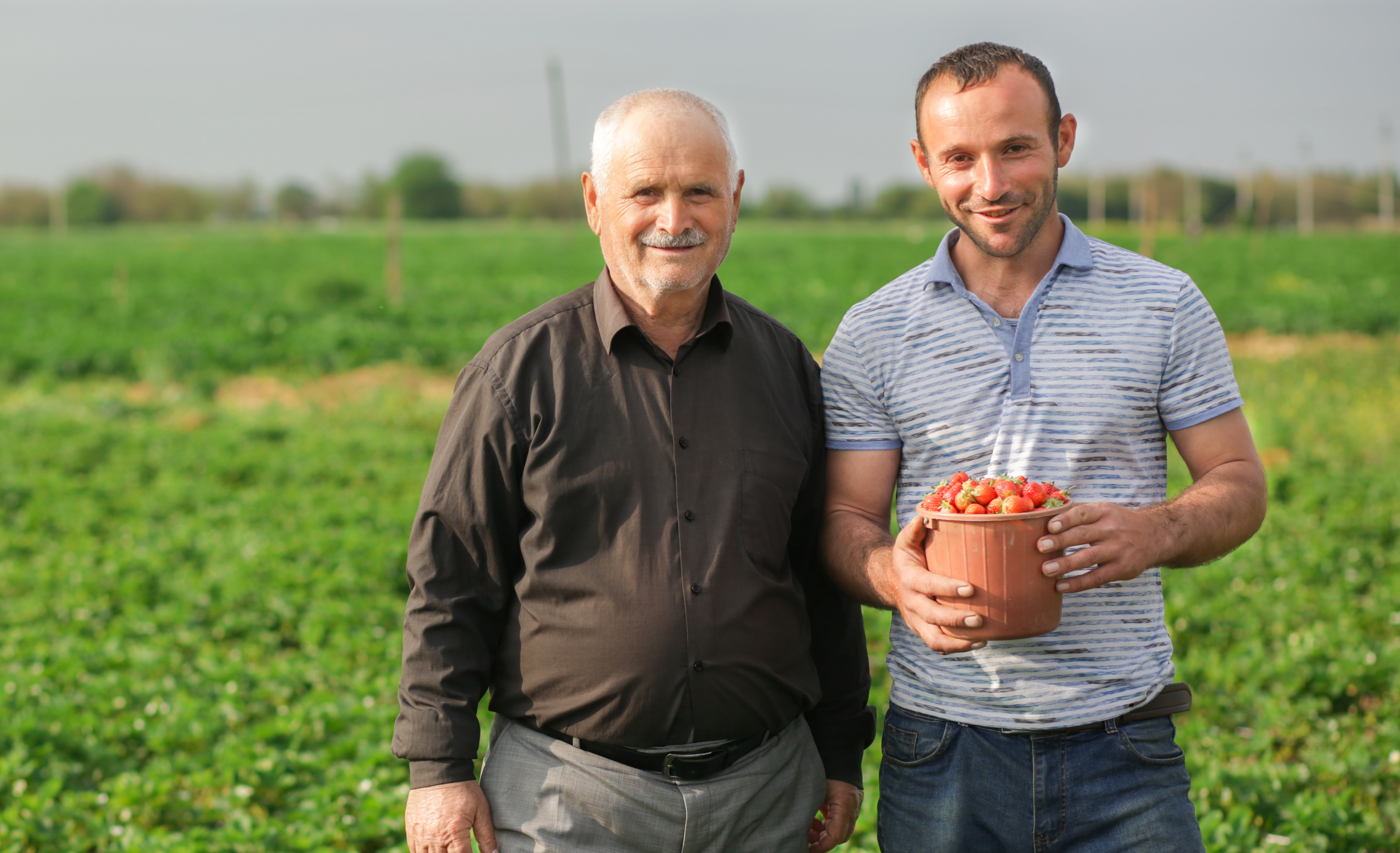 Two farmers gathering strawberries.